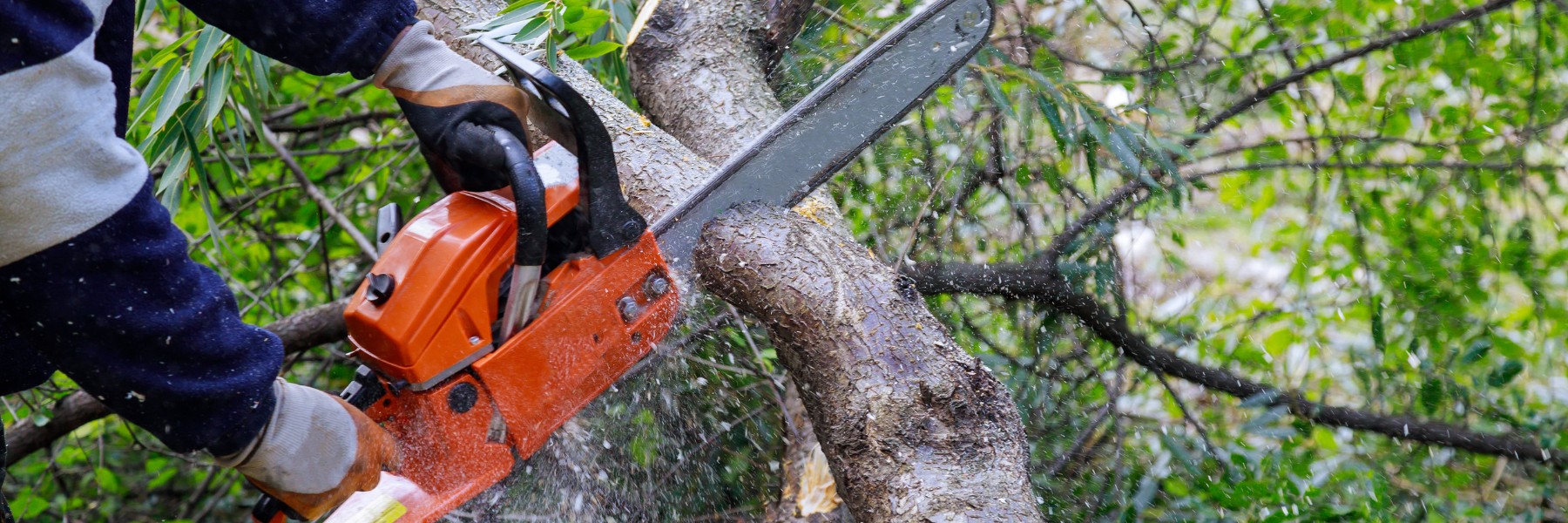 Tree services in Boise, ID