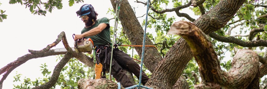 Tree services in Boise, ID