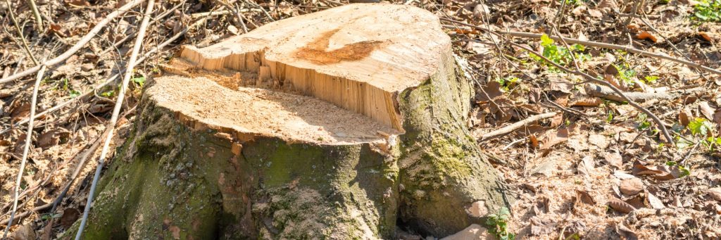 Tree services in Boise, ID