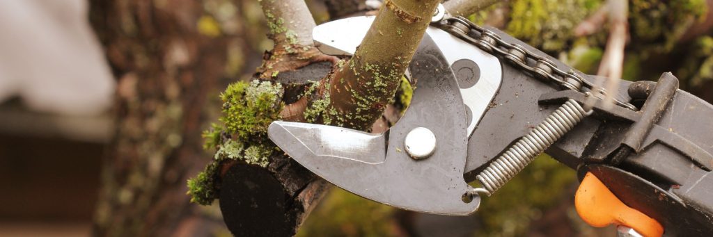 Tree services in Boise, ID