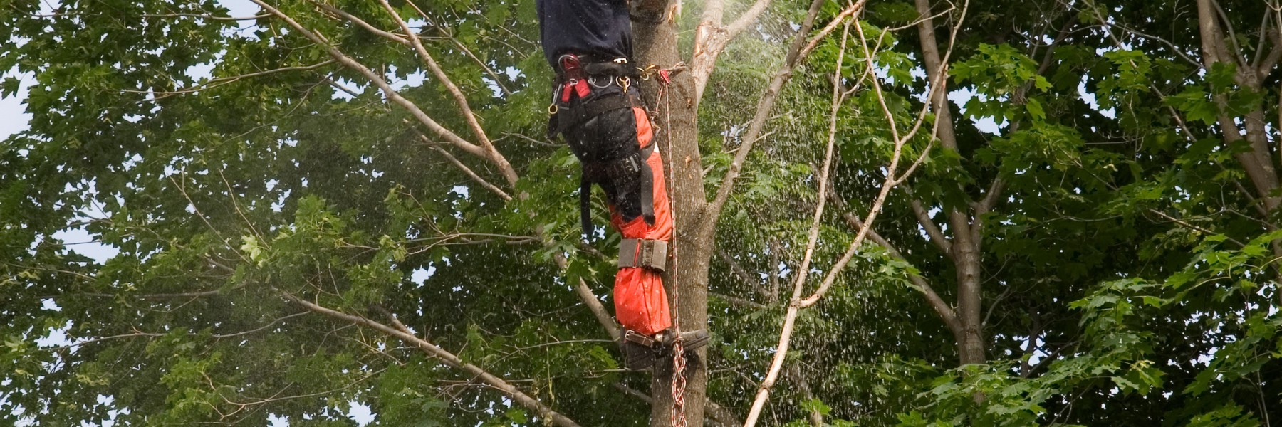 Tree services in Boise, ID