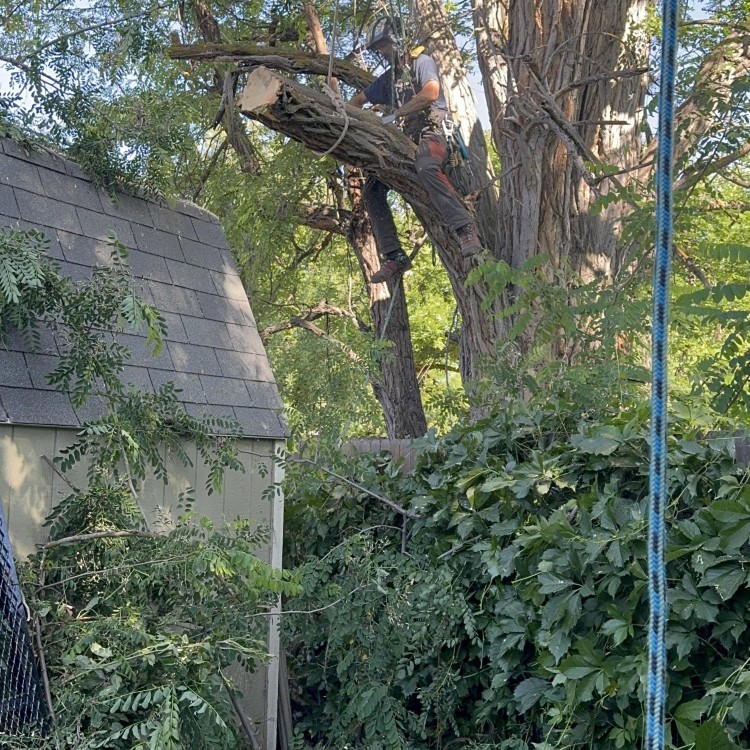 Tree services in Boise, ID