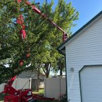 Tree services in Boise, ID