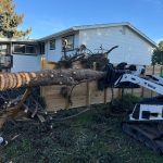 Tree services in Boise, ID
