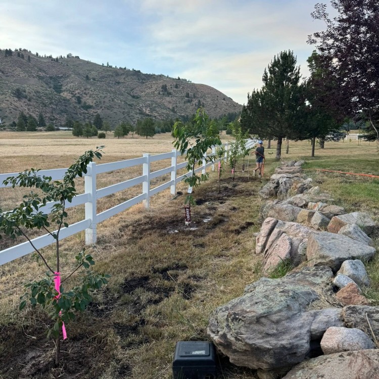 Tree services in Boise, ID