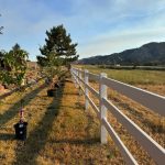 Tree services in Boise, ID
