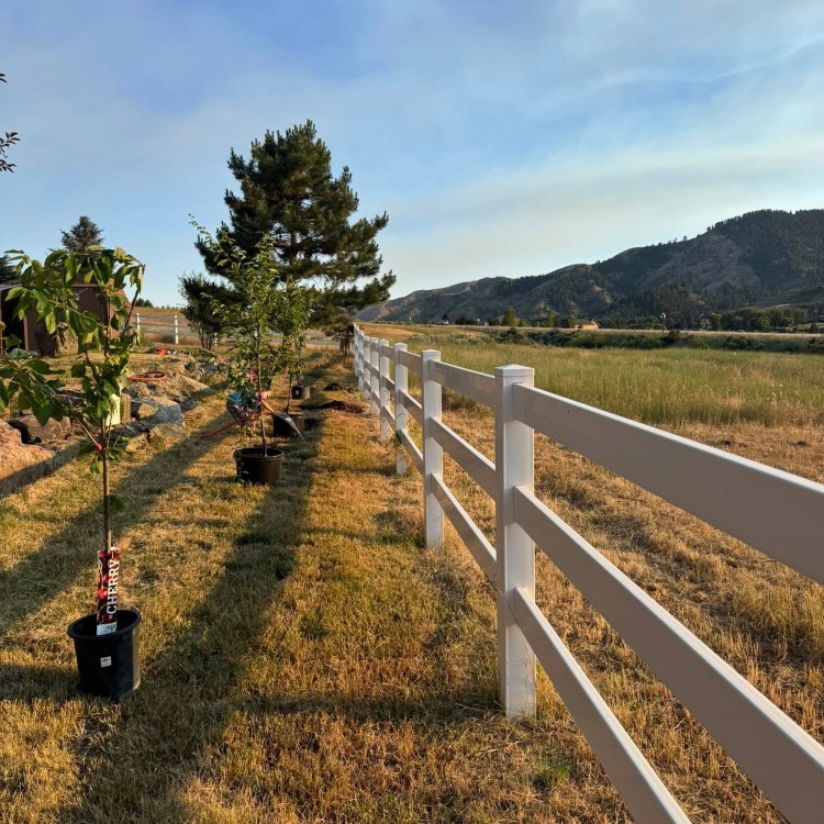 Tree services in Boise, ID