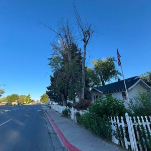 Tree services in Boise, ID