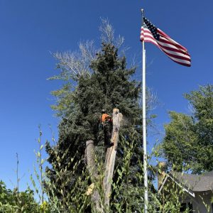 Tree services in Boise, ID