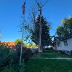 Tree services in Boise, ID