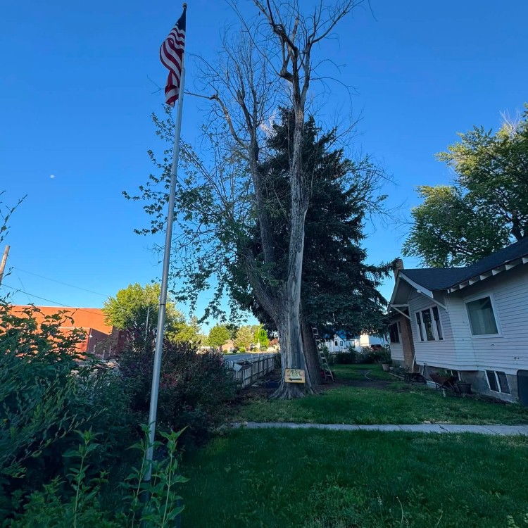 Tree services in Boise, ID