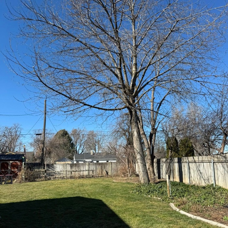 Tree services in Boise, ID