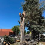 Tree services in Boise, ID