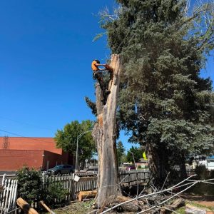 Tree services in Boise, ID
