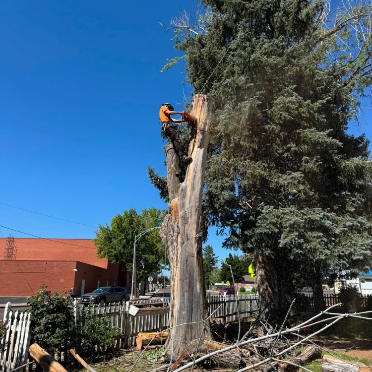 Tree services in Boise, ID