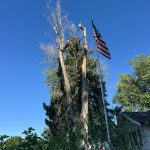 Tree services in Boise, ID