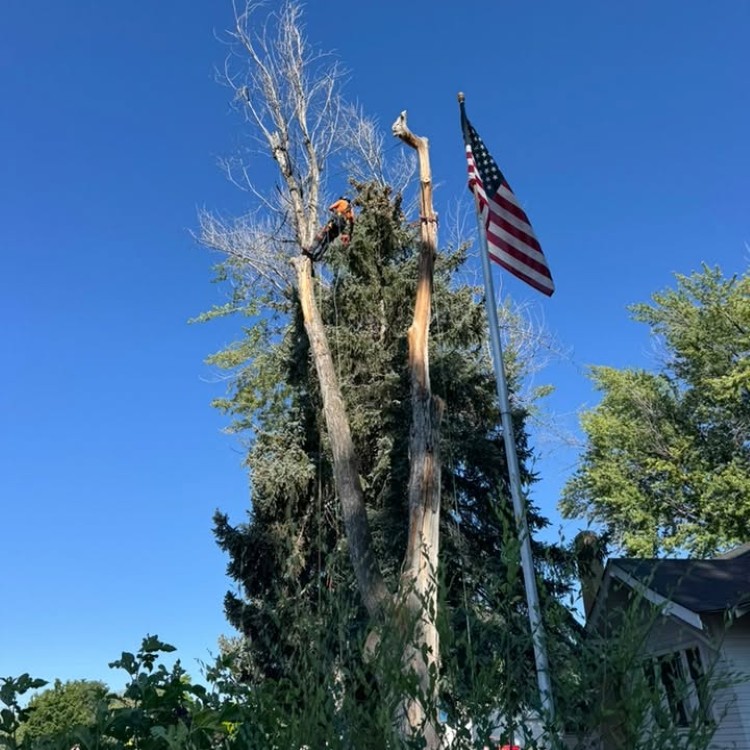 Tree services in Boise, ID