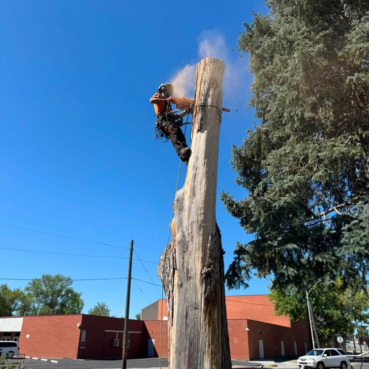 Tree services in Boise, ID