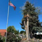 Tree services in Boise, ID