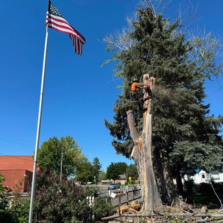 Tree services in Boise, ID