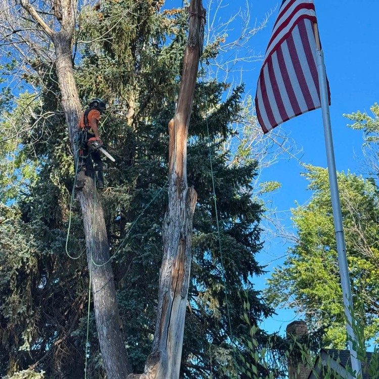 Tree services in Boise, ID