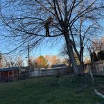 Tree services in Boise, ID
