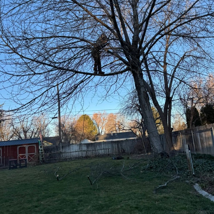 Tree services in Boise, ID