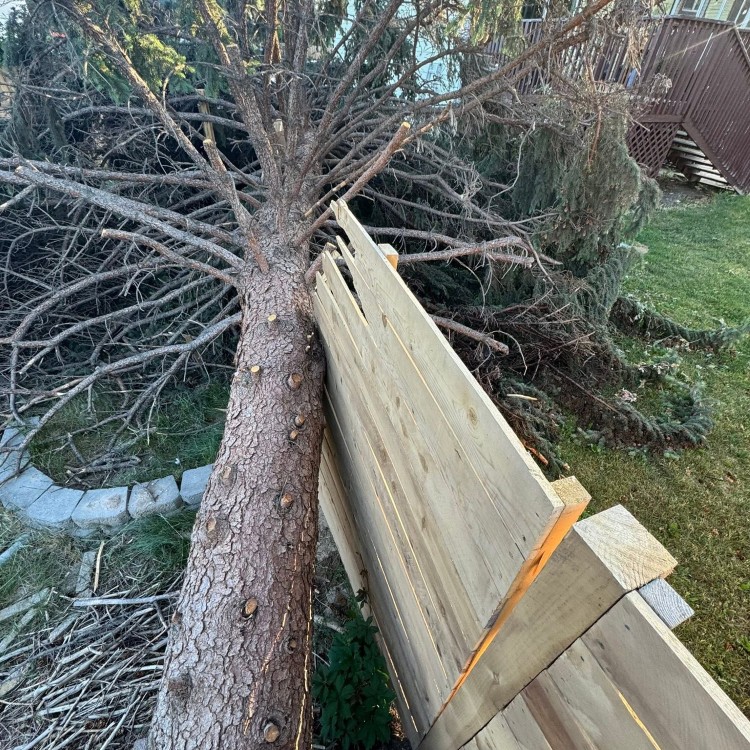 Tree services in Boise, ID