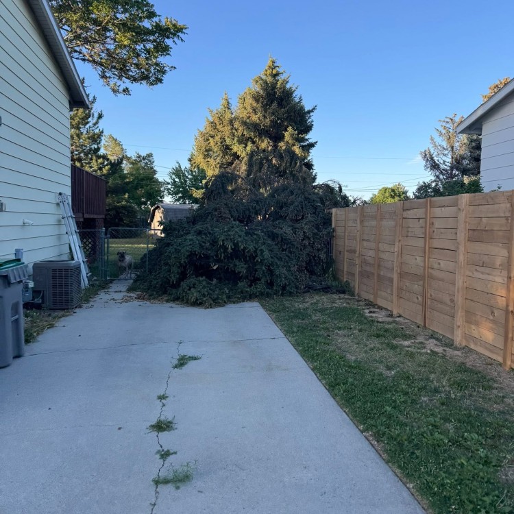 Tree services in Boise, ID